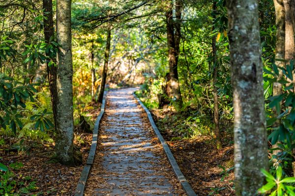 Cost of Trail Clearing in Springfield