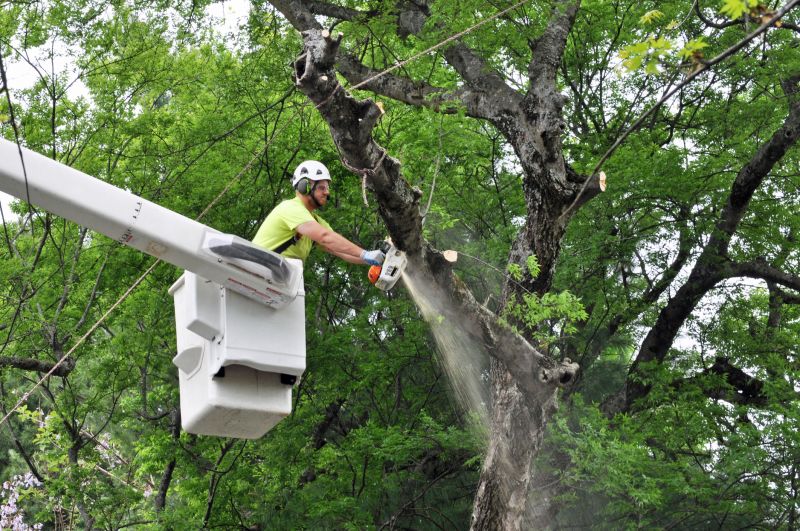 Tree Removal Equipment